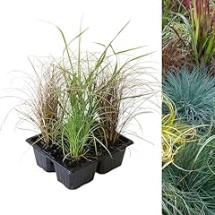 Carbeth plants pack for sale  Delivered anywhere in UK