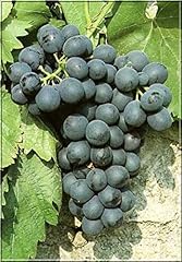Grape vitis plant for sale  Delivered anywhere in UK