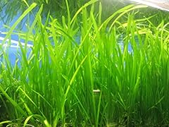 Jungle val jungle for sale  Delivered anywhere in USA 