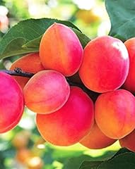 Pianta frutto albero usato  Spedito ovunque in Italia 