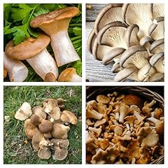 Semi funghi cardoncello usato  Spedito ovunque in Italia 