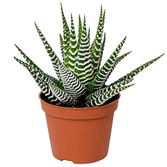 Haworthia big band for sale  Delivered anywhere in UK