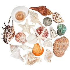 Pezzi grandi conchiglie usato  Spedito ovunque in Italia 