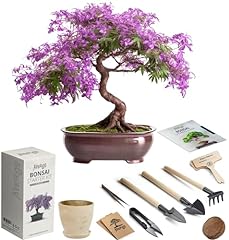 Bonsai starter kit for sale  Delivered anywhere in USA 