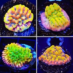 High end montipora for sale  Delivered anywhere in USA 