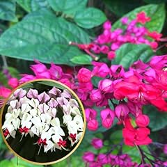 Pack clerodendrum bleeding for sale  Delivered anywhere in USA 