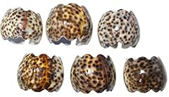 Shell tiger cowrie for sale  Delivered anywhere in USA 
