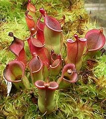 heliamphora for sale  Delivered anywhere in UK