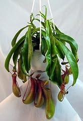 Asian pitcher plant for sale  Delivered anywhere in USA 