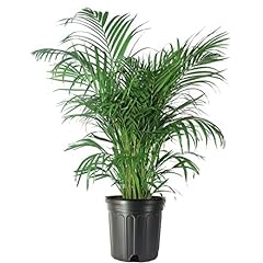 American plant areca for sale  Delivered anywhere in USA 