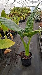Alocasia macrorrhiza oreille d'occasion  Livré partout en France