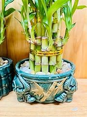 Live lucky bamboo for sale  Delivered anywhere in USA 