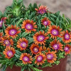 Delosperma sundella apricot for sale  Delivered anywhere in UK