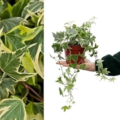Large yellow variegated for sale  Delivered anywhere in UK