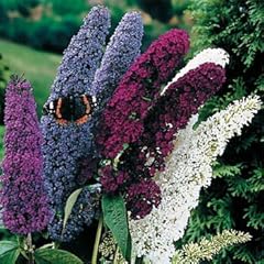 Outsidepride butterfly bush for sale  Delivered anywhere in USA 