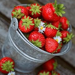 Honeoye strawberry plants for sale  Delivered anywhere in USA 