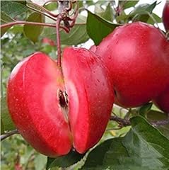 Red apple apple for sale  Delivered anywhere in UK