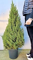 Powers flowers albero usato  Spedito ovunque in Italia 