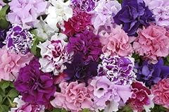 Seed flower petunia for sale  Delivered anywhere in UK