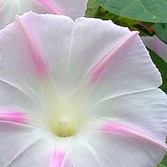 Morning glory shiva for sale  Delivered anywhere in UK