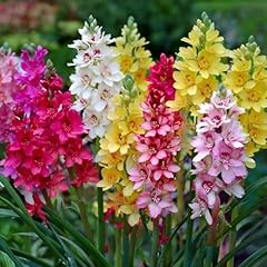 Bulbi fiore bulbi usato  Spedito ovunque in Italia 