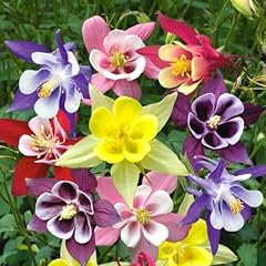 Dwarf columbine mixed for sale  Delivered anywhere in UK