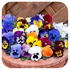 Pansy power mix for sale  Delivered anywhere in UK