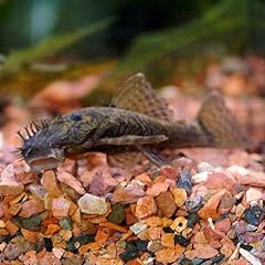 Bristlenose pleco 1inch for sale  Delivered anywhere in USA 