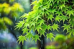 Green japanese maple for sale  Delivered anywhere in USA 