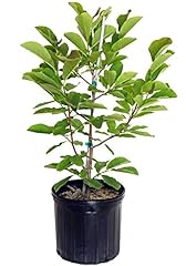 Magnolia butterflies tree for sale  Delivered anywhere in USA 