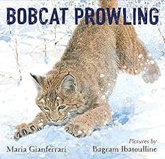 Bobcat prowling usato  Spedito ovunque in Italia 