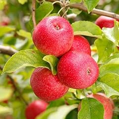 Tristar plants pink for sale  Delivered anywhere in USA 