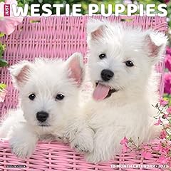 Westie puppies 2023 for sale  Delivered anywhere in UK