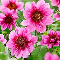 Dahlia blue bayou for sale  Delivered anywhere in Ireland