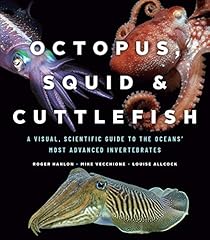 Octopus squid cuttlefish for sale  Delivered anywhere in USA 