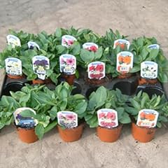 Petunia plants hanging for sale  Delivered anywhere in Ireland