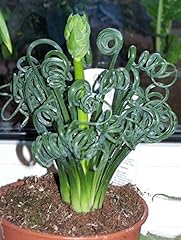 Albuca spiralis semi d'occasion  Livré partout en France