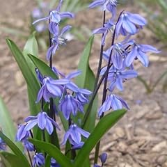200 pcs blausternchen gebraucht kaufen  Wird an jeden Ort in Deutschland