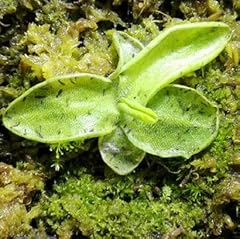 Pinguicula grandiflora orchid d'occasion  Livré partout en France