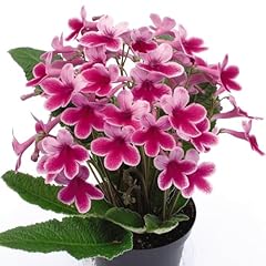 Streptocarpus caitlin stunning for sale  Delivered anywhere in UK