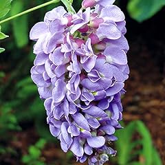 Garden wisteria amethyst for sale  Delivered anywhere in Ireland