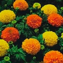 Premier seeds direct for sale  Delivered anywhere in UK