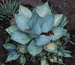 Agave titanota blue usato  Spedito ovunque in Italia 
