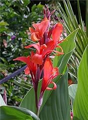 Rare plant tree for sale  Delivered anywhere in USA 