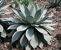 Butter agave semi usato  Spedito ovunque in Italia 