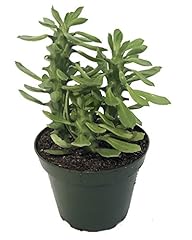 Creeping cactus euphorbia for sale  Delivered anywhere in USA 