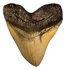 Ivory megalodon shark for sale  Delivered anywhere in USA 