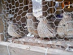 Fertile coturnix quail for sale  Delivered anywhere in USA 