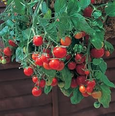 Cherry tomato plants for sale  Delivered anywhere in UK