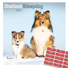 Shetland sheepdog calendar for sale  Delivered anywhere in Ireland